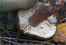 Гриб из Москва