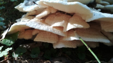 Гриб из Москва