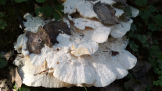 Гриб из Москва