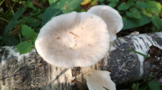 Гриб из Москва