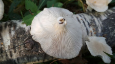 Гриб из Москва