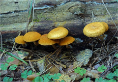 Гриб из Москва