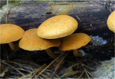 Гриб из Москва