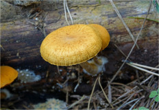 Гриб из Москва