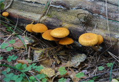 Гриб из Москва