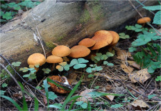 Гриб из Москва