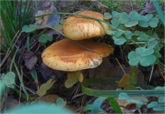 Гриб из Москва