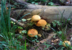 Гриб из Москва