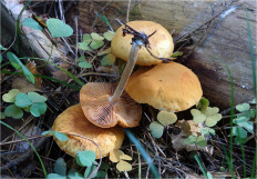 Гриб из Москва