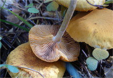 Гриб из Москва