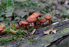 Гриб из Москва