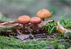 Гриб из Москва