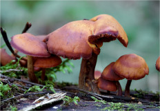 Гриб из Москва