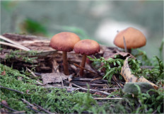 Гриб из Москва