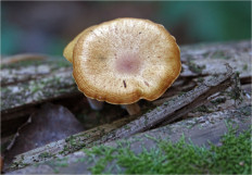 Гриб из Москва