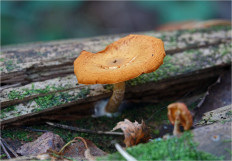 Гриб из Москва