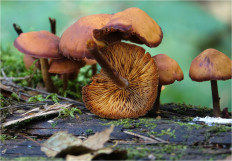 Гриб из Москва