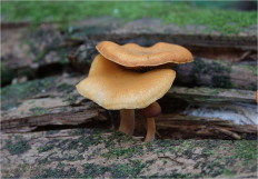 Гриб из Москва