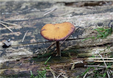 Гриб из Москва