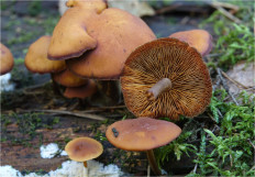 Гриб из Москва