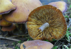 Гриб из Москва