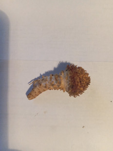 Гриб из Калининград