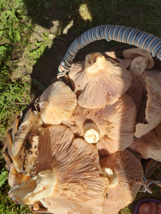 Гриб из Нижний новгород