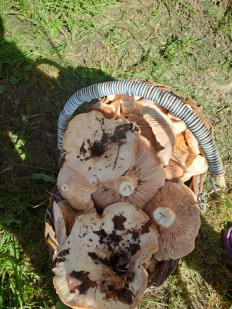 Гриб из Нижний новгород