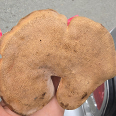 Гриб из Находка