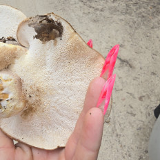 Гриб из Находка