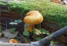 Гриб из Москва