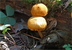 Гриб из Москва