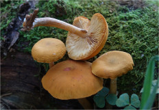 Гриб из Москва