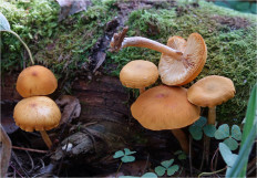 Гриб из Москва