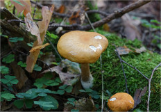 Гриб из Москва