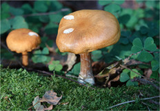 Гриб из Москва