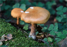 Гриб из Москва