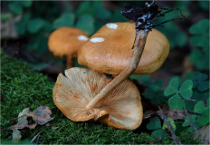 Гриб из Москва