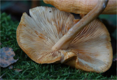 Гриб из Москва