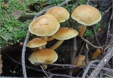 Гриб из Москва