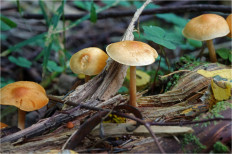 Гриб из Москва