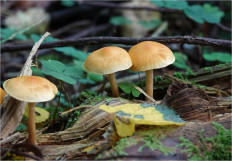 Гриб из Москва