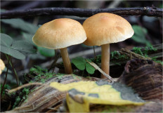 Гриб из Москва