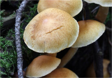 Гриб из Москва