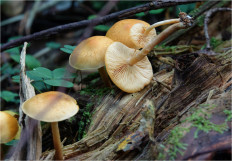 Гриб из Москва