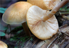 Гриб из Москва