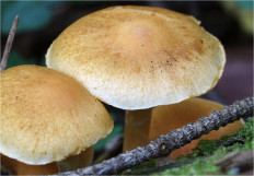 Гриб из Москва