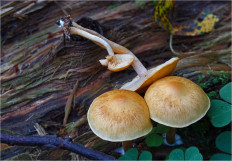 Гриб из Москва