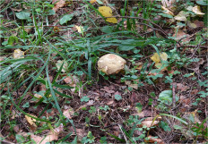 Гриб из Москва