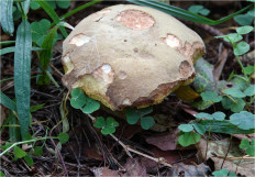 Гриб из Москва